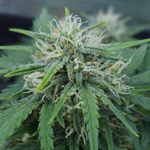 LSO Autoflowers 2.0 !. Week 7 - Gorilla Zkittlez (Day 47)