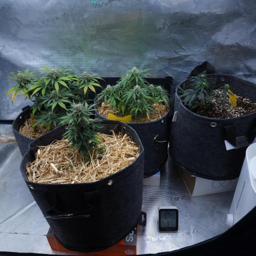 LSO Autoflowers 2.0 !. Week 7 - 12/07/25