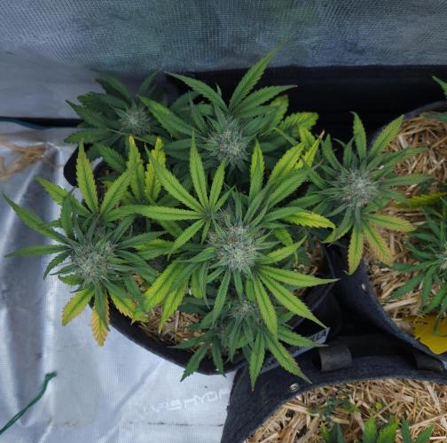 LSO Autoflowers 2.0 !. Week 7 - Grape Gorilla (Day 48)