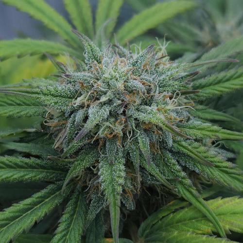 LSO Autoflowers 2.0 !. Week 7 - Grape Gorilla (Day 48)