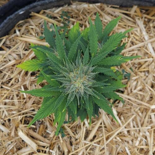 LSO Autoflowers 2.0 !. Week 7 - Grape Tuna (Day 48)