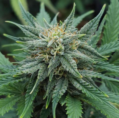 LSO Autoflowers 2.0 !. Week 7 - Grape Tuna (Day 48)