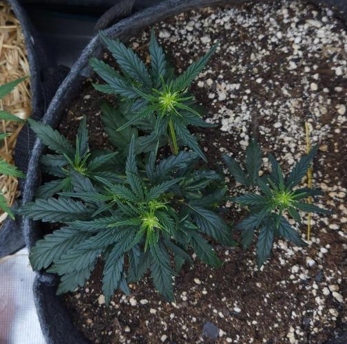 LSO Autoflowers 2.0 !. Week 7 - Wedding Cake (Day 32)