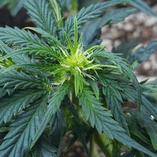 LSO Autoflowers 2.0 !. Week 7 - Wedding Cake (Day 32)