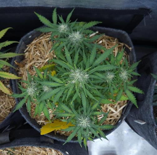 LSO Autoflowers 2.0 !. Week 7 - Gorilla Zkittlez (Day 48)