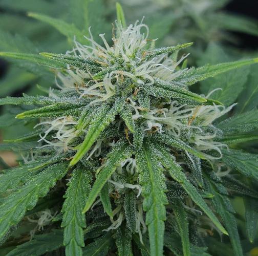 LSO Autoflowers 2.0 !. Week 7 - Gorilla Zkittlez (Day 48)