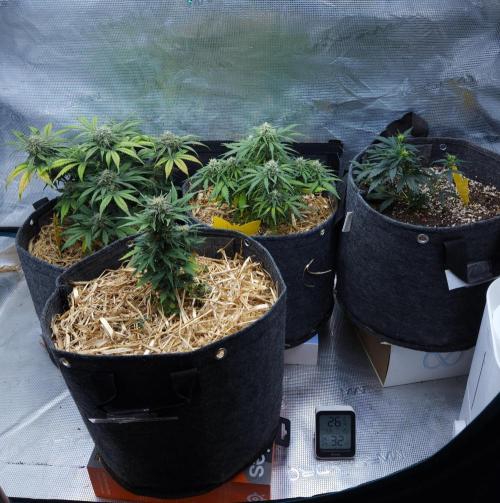 LSO Autoflowers 2.0 !. Week 7 - 12/08/25