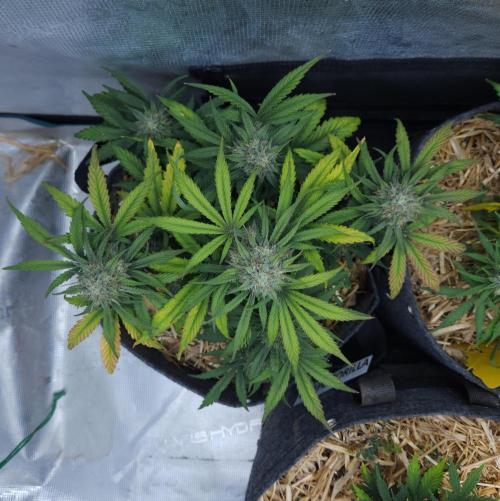 LSO Autoflowers 2.0 !. Week 7 - Grape Gorilla (Day 49)