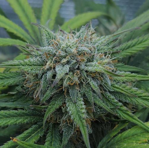 LSO Autoflowers 2.0 !. Week 7 - Grape Gorilla (Day 49)