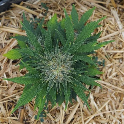 LSO Autoflowers 2.0 !. Week 7 - Grape Tuna (Day 49)