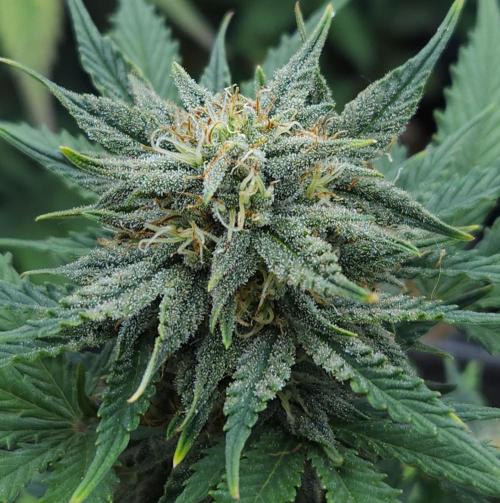 LSO Autoflowers 2.0 !. Week 7 - Grape Tuna (Day 49)