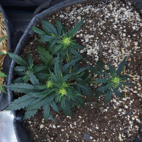 LSO Autoflowers 2.0 !. Week 7 - Wedding Cake (Day 33)