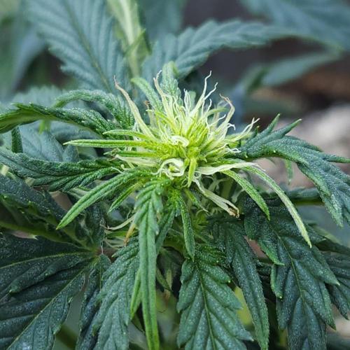 LSO Autoflowers 2.0 !. Week 7 - Wedding Cake (Day 33)