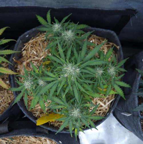 LSO Autoflowers 2.0 !. Week 7 - Gorilla Zkittlez (Day 49)