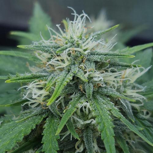 LSO Autoflowers 2.0 !. Week 7 - Gorilla Zkittlez (Day 49)