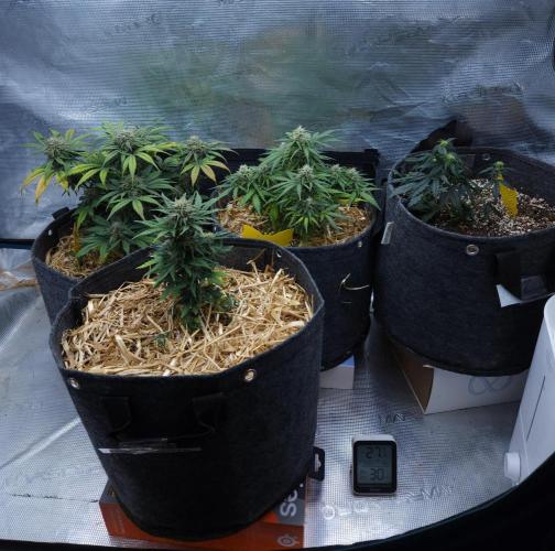 LSO Autoflowers 2.0 !. Week 7 - 12/09/25