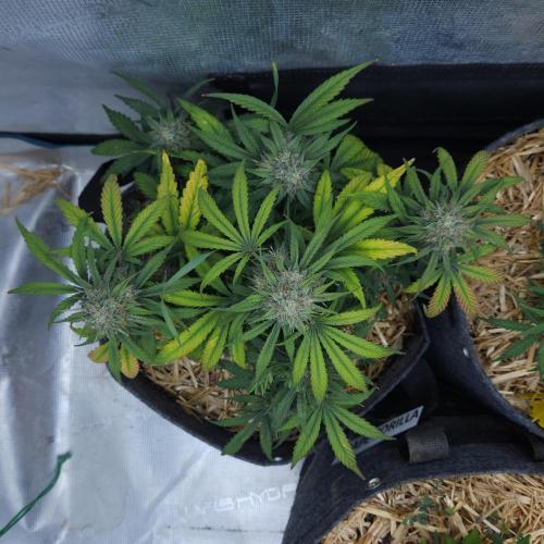 LSO Autoflowers 2.0 !. Week 8 - Grape Gorilla (Day 50)