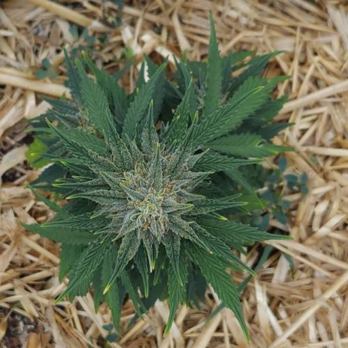 LSO Autoflowers 2.0 !. Week 8 - Grape Tuna (Day 50)