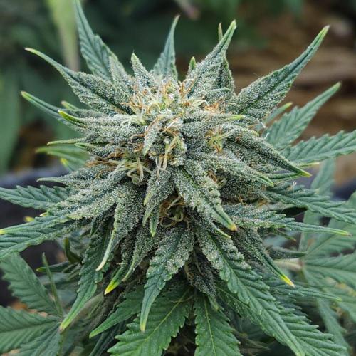 LSO Autoflowers 2.0 !. Week 8 - Grape Tuna (Day 50)