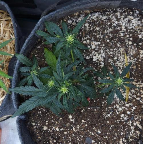 LSO Autoflowers 2.0 !. Week 8 - Wedding Cake (Day 34)