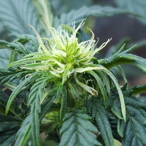 LSO Autoflowers 2.0 !. Week 8 - Wedding Cake (Day 34)