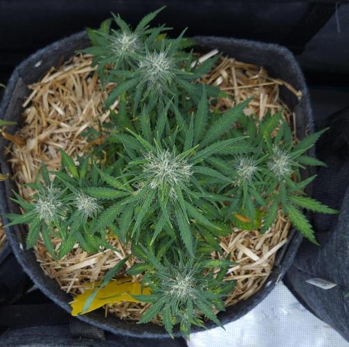 LSO Autoflowers 2.0 !. Week 8 - Gorilla Zkittlez (Day 50)