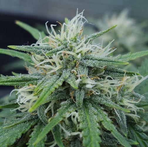 LSO Autoflowers 2.0 !. Week 8 - Gorilla Zkittlez (Day 50)