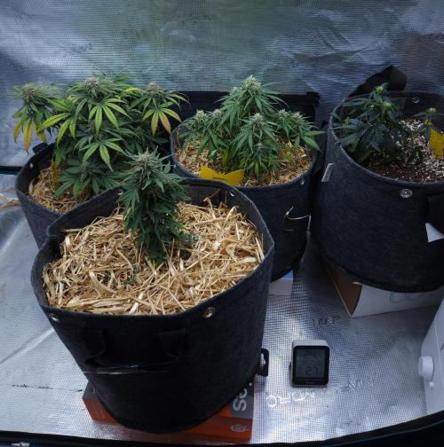 LSO Autoflowers 2.0 !. Week 8 - 12/10/25