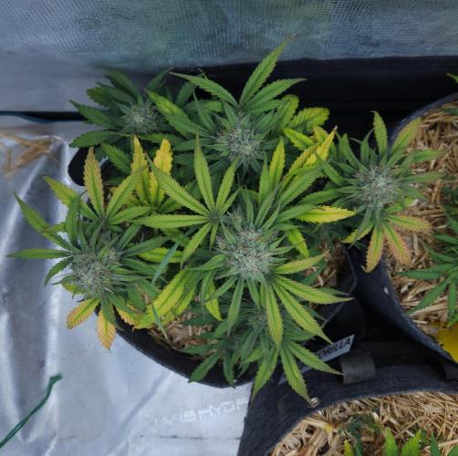 LSO Autoflowers 2.0 !. Week 8 - Grape Gorilla (Day 51)