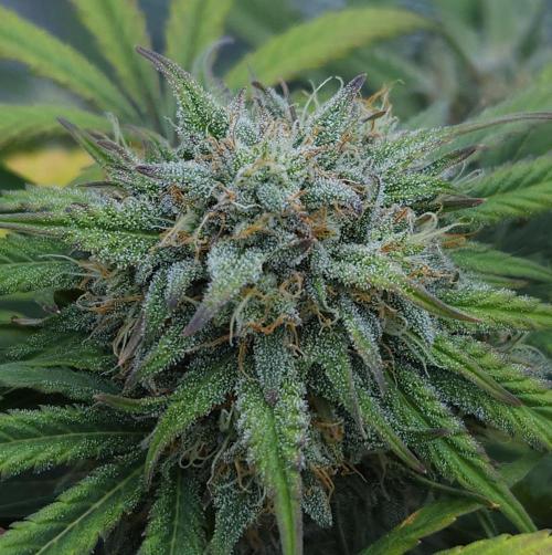 LSO Autoflowers 2.0 !. Week 8 - Grape Gorilla (Day 51)