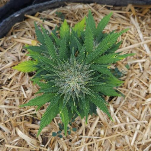 LSO Autoflowers 2.0 !. Week 8 - Grape Tuna (Day 51)