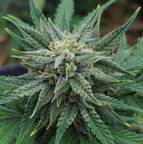 LSO Autoflowers 2.0 !. Week 8 - Grape Tuna (Day 51)