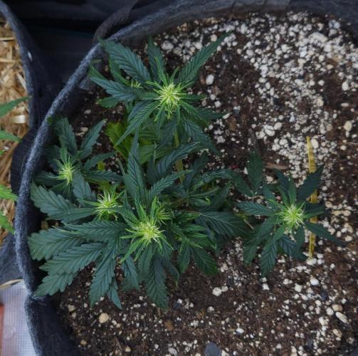 LSO Autoflowers 2.0 !. Week 8 - Wedding Cake (Day 35)