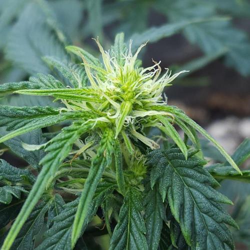 LSO Autoflowers 2.0 !. Week 8 - Wedding Cake (Day 35)