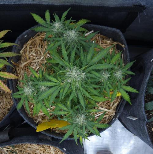 LSO Autoflowers 2.0 !. Week 8 - Gorilla Zkittlez (Day 51)