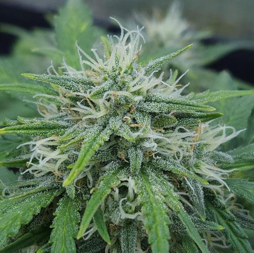 LSO Autoflowers 2.0 !. Week 8 - Gorilla Zkittlez (Day 51)