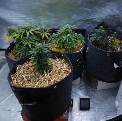 LSO Autoflowers 2.0 !. Week 8 - 12/11/25