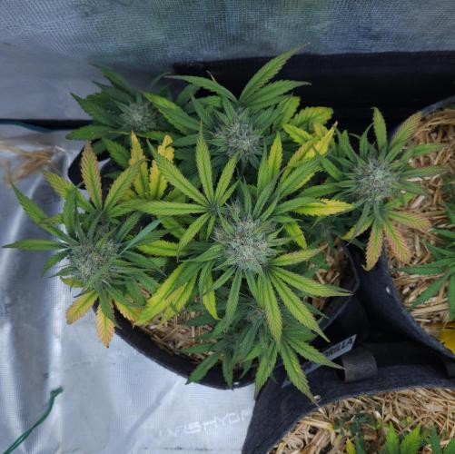 LSO Autoflowers 2.0 !. Week 8 - Grape Gorilla (Day 52)