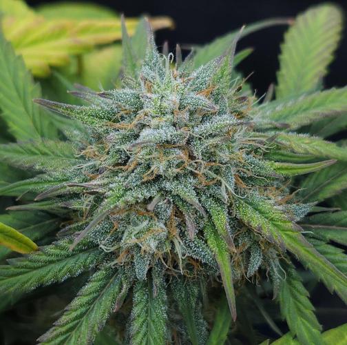 LSO Autoflowers 2.0 !. Week 8 - Grape Gorilla (Day 52)