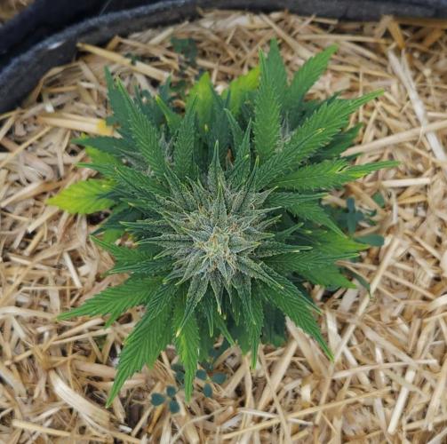 LSO Autoflowers 2.0 !. Week 8 - Grape Tuna (Day 52)