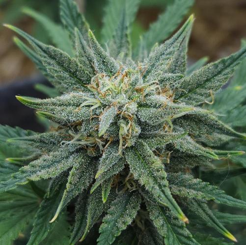 LSO Autoflowers 2.0 !. Week 8 - Grape Tuna (Day 52)