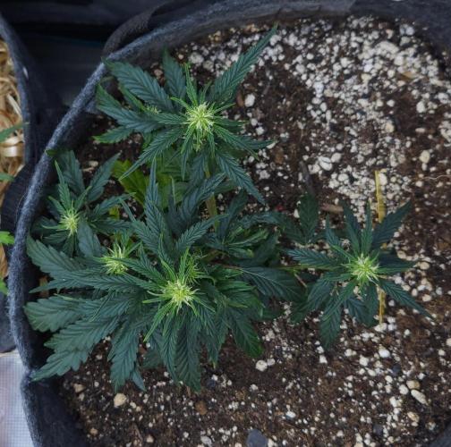 LSO Autoflowers 2.0 !. Week 8 - Wedding Cake (Day 36)