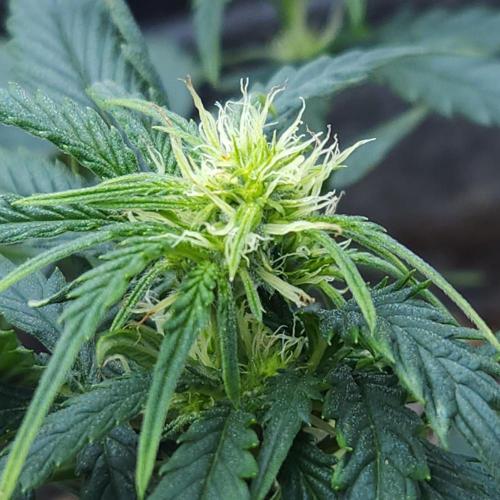 LSO Autoflowers 2.0 !. Week 8 - Wedding Cake (Day 36)