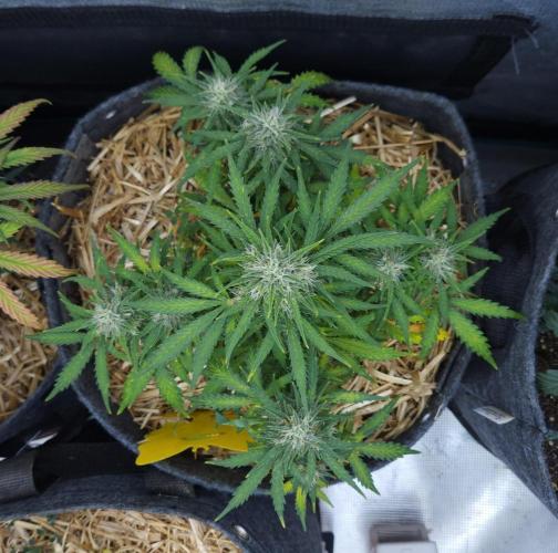 LSO Autoflowers 2.0 !. Week 8 - Gorilla Zkittlez (Day 52)