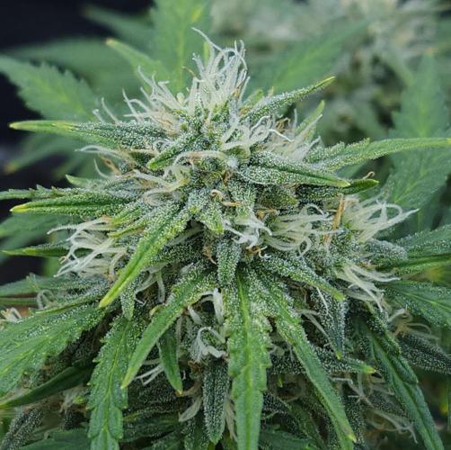 LSO Autoflowers 2.0 !. Week 8 - Gorilla Zkittlez (Day 52)