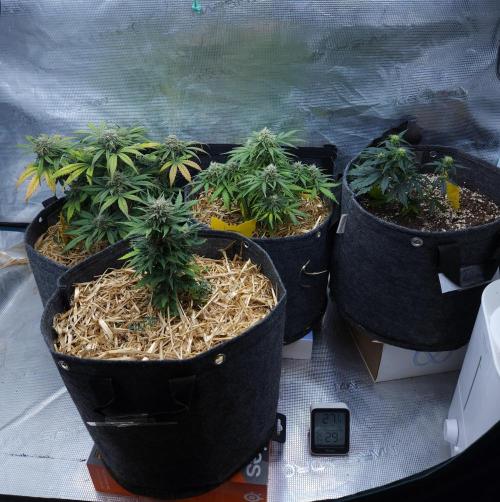 LSO Autoflowers 2.0 !. Week 8 - 12/12/25