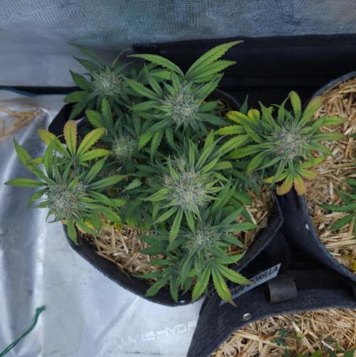 LSO Autoflowers 2.0 !. Week 8 - Grape Gorilla (Day 53)