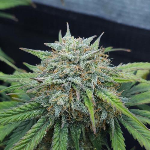 LSO Autoflowers 2.0 !. Week 8 - Grape Gorilla (Day 53)