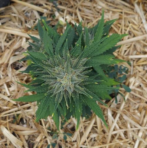 LSO Autoflowers 2.0 !. Week 8 - Grape Tuna (Day 53)