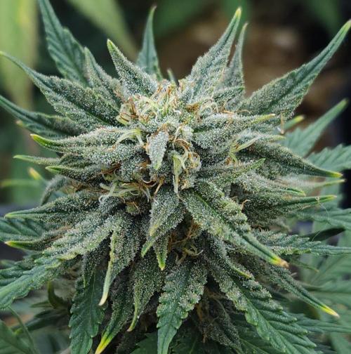 LSO Autoflowers 2.0 !. Week 8 - Grape Tuna (Day 53)